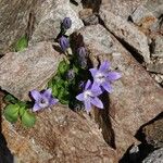 Campanula cenisia Lorea