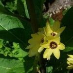 Ixia maculata Flower
