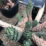 Haworthia glauca Leht