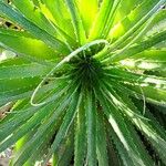 Puya mirabilis Leaf