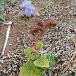 Ageratum houstonianumഇല