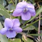 Viola reichenbachianaFiore