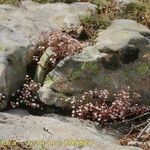 Sedum monregalense Habitat