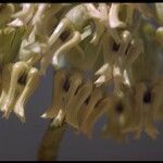 Asclepias subulata Blüte