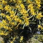 Acacia longifolia Fiore