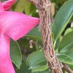 Mandevilla sanderi 樹皮