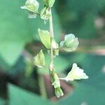 Fallopia dumetorum ഫലം