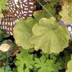 Alchemilla mollisList