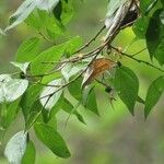 Celtis caudata Ліст