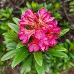 Rhododendron ferrugineum Kwiat
