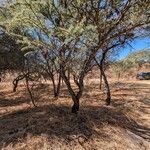 Prosopis velutina Hábito