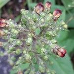 Scrophularia auriculata Flower