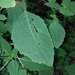 Impatiens capensis Blatt