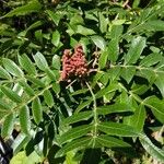 Rhus copallinum Gyümölcs