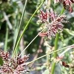 Cyperus longus Квітка