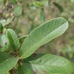 Davilla nitida Yaprak