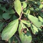 Ehretia amoena Leaf