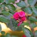 Rosa gallica Кветка