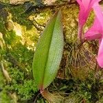 Dendrobium laevifolium Blatt