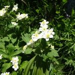 Ranunculus aconitifolius Floro