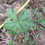 Geranium carolinianumFulla