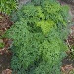 Ferula latipinna Hábito