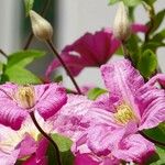 Clematis patens Blomst