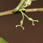Paratrophis glabra 花