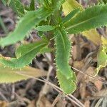 Lobelia urens पत्ता