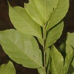 Ruprechtia costaricensis Leaf