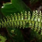 Nephrolepis undulata Leaf