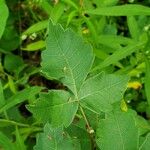 Rhus aromatica Leaf