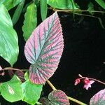 Begonia brevirimosa Habit