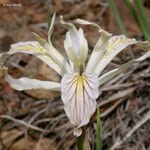 Iris chrysophylla Fleur