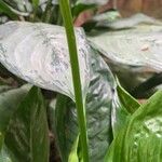 Spathiphyllum blandum Rhisgl