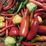 Capsicum frutescens Плід