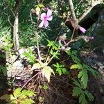 Geranium palmatum Цветок