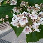 Catalpa bignonioidesFlor