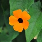 Thunbergia alataFlower