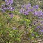 Jacaranda mimosifoliaКвітка