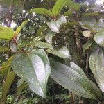 Miconia mirabilis Leaf