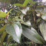 Miconia mirabilis Fulla