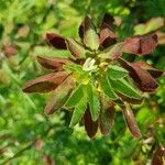 Trigonella foenum-graecum Квітка