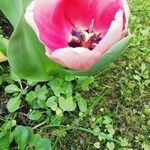 Tulipa gesneriana Blomma