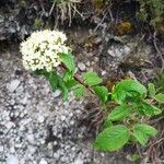 Viburnum lantana Flower