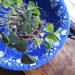 Oxalis latifolia Hostoa