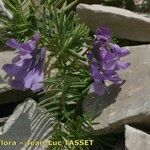 Vicia cusnae Annet