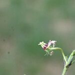 Trifolium subterraneum Frukt