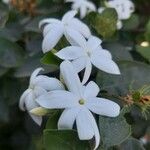 Jasminum grandiflorum Flor