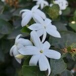 Jasminum grandiflorum फूल